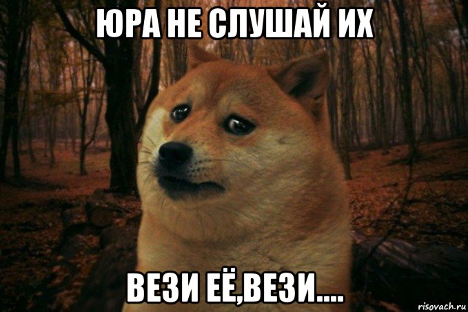 юра не слушай их вези её,вези...., Мем SAD DOGE