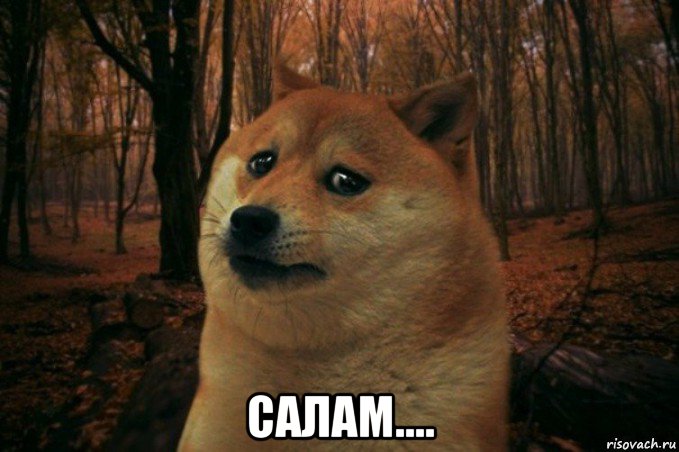  салам...., Мем SAD DOGE