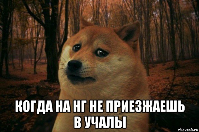  когда на нг не приезжаешь в учалы, Мем SAD DOGE