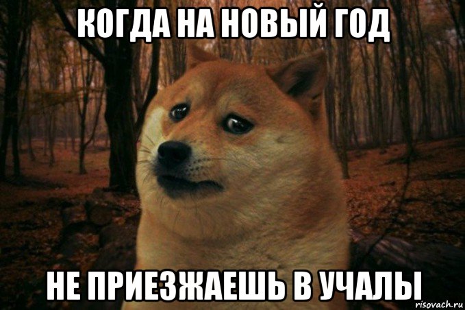 когда на новый год не приезжаешь в учалы, Мем SAD DOGE