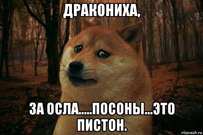 дракониха, за осла.....посоны...это пистон., Мем SAD DOGE