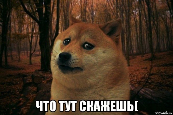  что тут скажешь(, Мем SAD DOGE