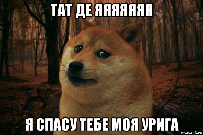 тат де яяяяяяя я спасу тебе моя урига, Мем SAD DOGE