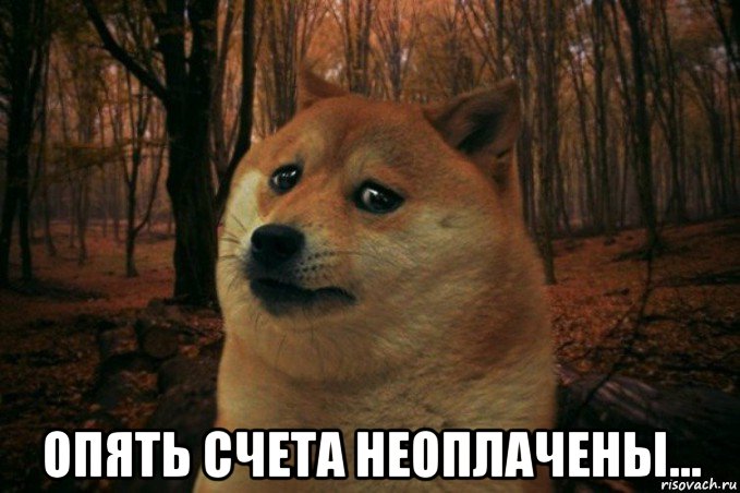  опять счета неоплачены..., Мем SAD DOGE