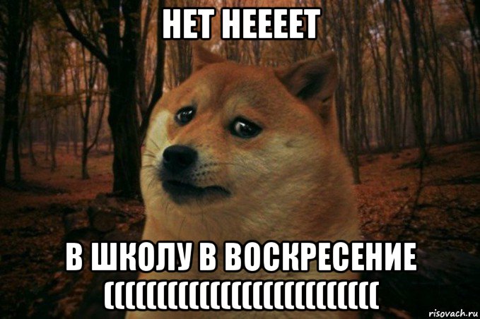 нет неееет в школу в воскресение ((((((((((((((((((((((((((, Мем SAD DOGE