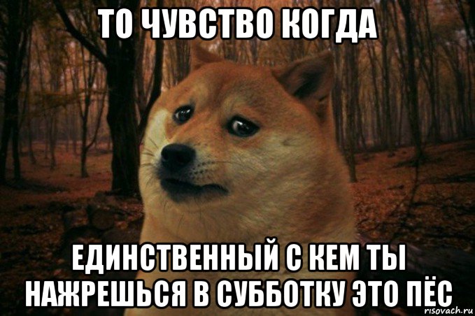 то чувство когда единственный с кем ты нажрешься в субботку это пёс, Мем SAD DOGE