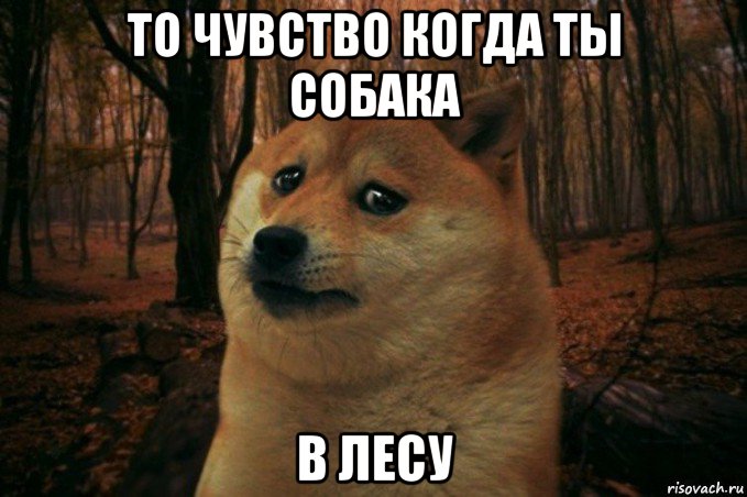 то чувство когда ты собака в лесу, Мем SAD DOGE