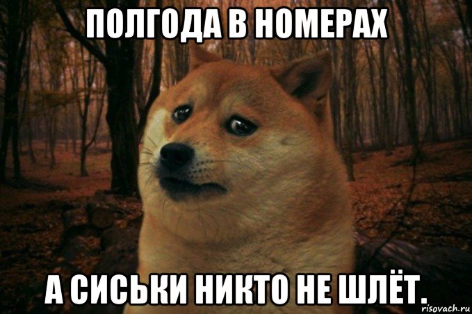 полгода в номерах а сиськи никто не шлёт., Мем SAD DOGE