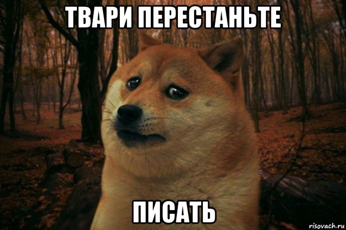 твари перестаньте писать, Мем SAD DOGE