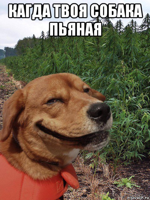кагда твоя собака пьяная , Мем Соба4ка