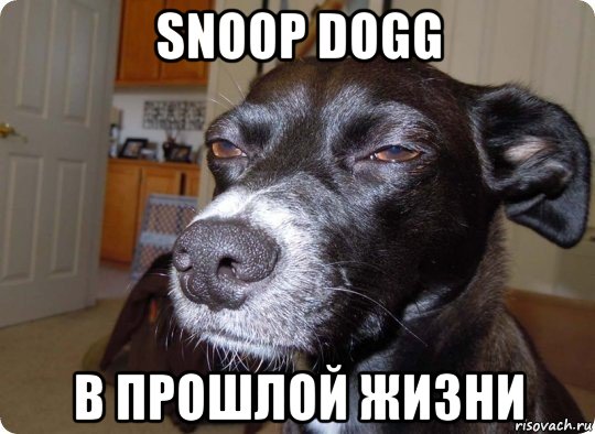 snoop dogg в прошлой жизни, Мем  Собака подозревака