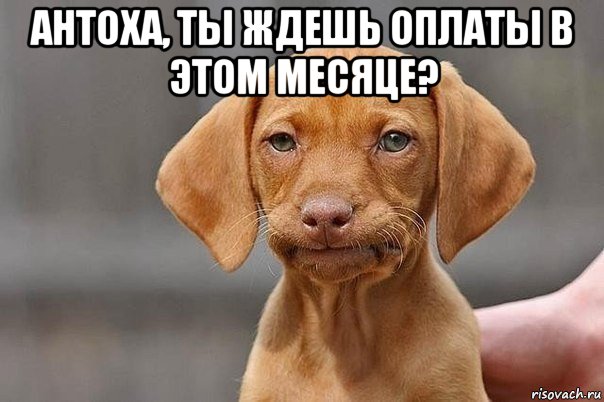 антоха, ты ждешь оплаты в этом месяце? 