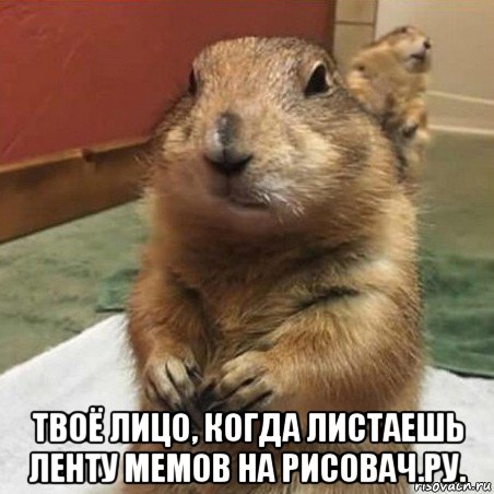  твоё лицо, когда листаешь ленту мемов на рисовач.ру., Мем Суслик спрашивает