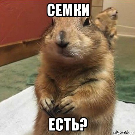 семки есть?, Мем Суслик спрашивает