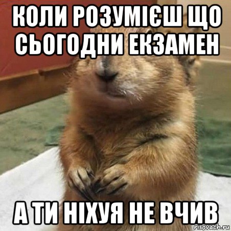 коли розумієш що сьогодни екзамен а ти ніхуя не вчив, Мем Суслик спрашивает