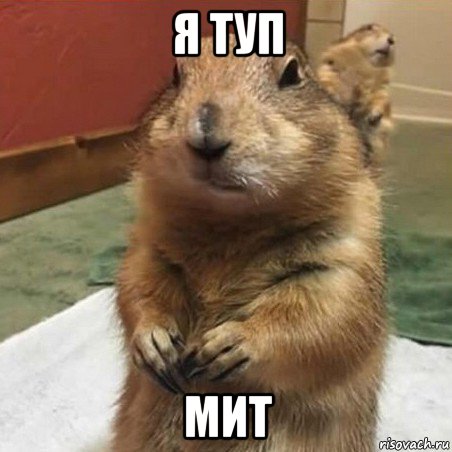 я туп мит, Мем Суслик спрашивает