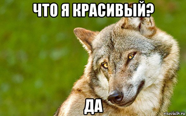 что я красивый? да, Мем   Volf