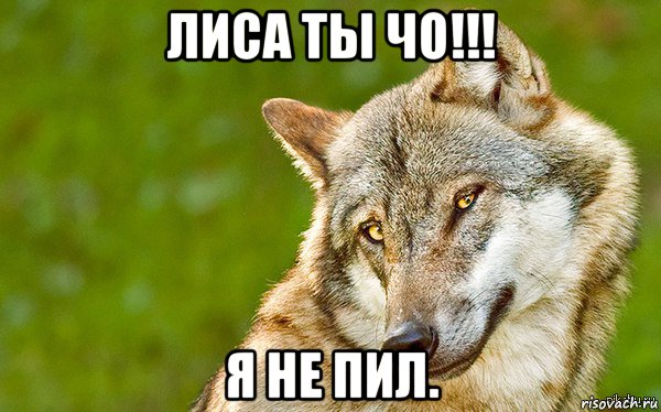 лиса ты чо!!! я не пил., Мем   Volf