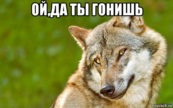 ой,да ты гонишь , Мем   Volf