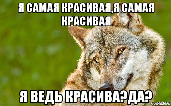 я самая красивая,я самая красивая я ведь красива?да?, Мем   Volf