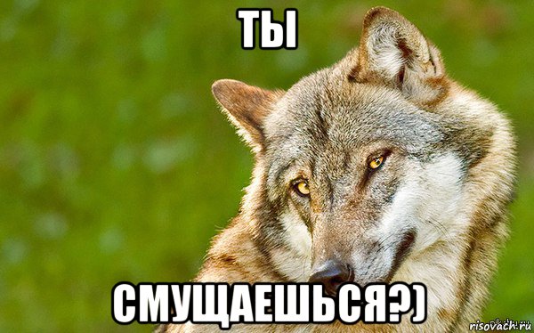 ты смущаешься?), Мем   Volf