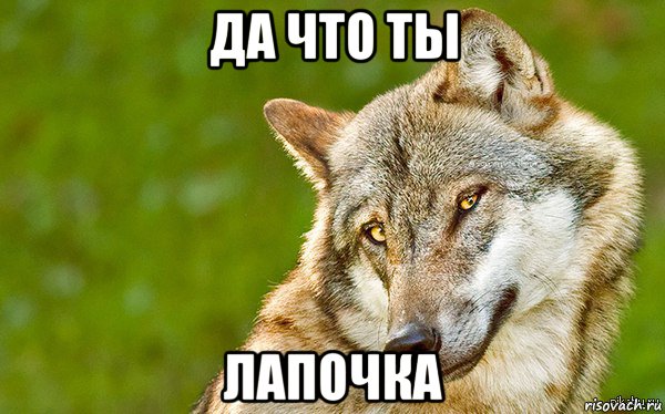 да что ты лапочка, Мем   Volf