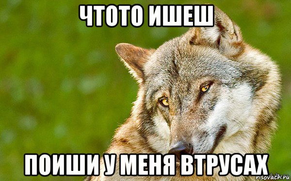 чтото ишеш поиши у меня втрусах, Мем   Volf