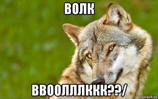 волк ввоолллккк??/, Мем   Volf