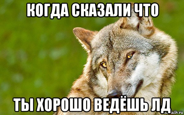 когда сказали что ты хорошо ведёшь лд, Мем   Volf