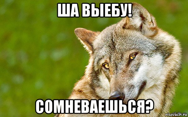 ша выебу! сомневаешься?, Мем   Volf