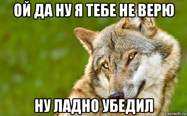 ой да ну я тебе не верю ну ладно убедил, Мем   Volf