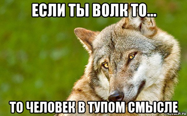 если ты волк то... то человек в тупом смысле, Мем   Volf