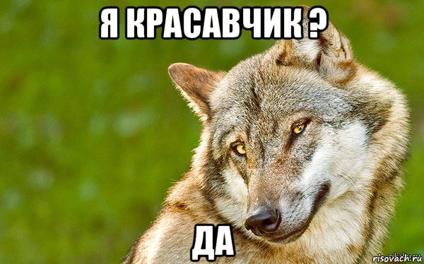 я красавчик ? да, Мем   Volf