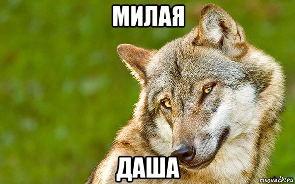 милая даша, Мем   Volf