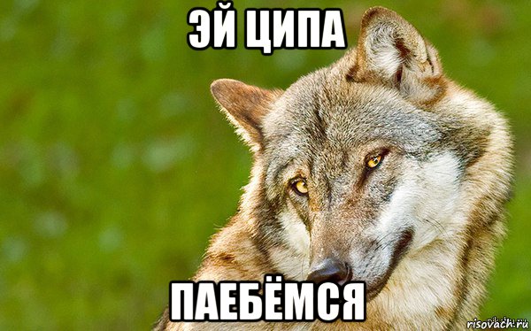 эй ципа паебёмся, Мем   Volf