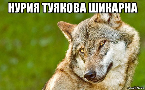 нурия туякова шикарна , Мем   Volf