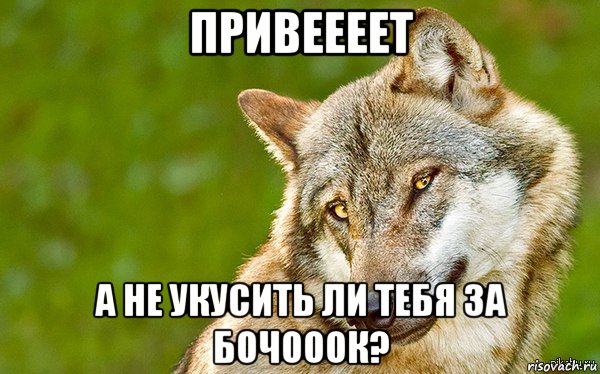 привеееет а не укусить ли тебя за бочооок?, Мем   Volf