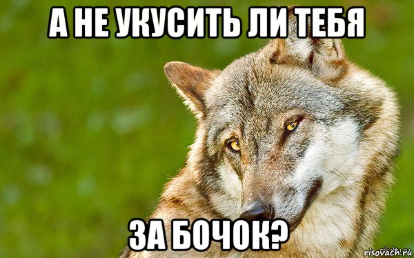 а не укусить ли тебя за бочок?, Мем   Volf