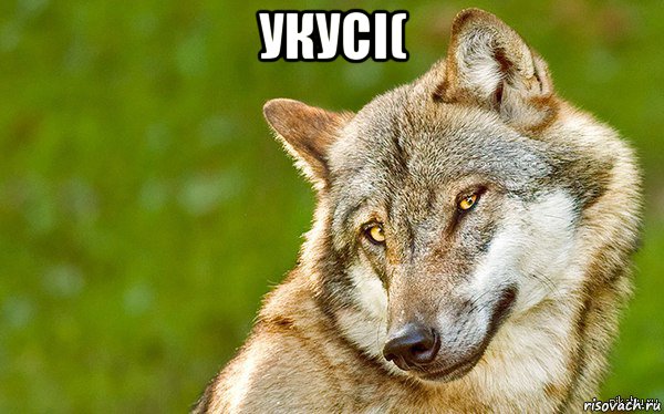 укусі( , Мем   Volf