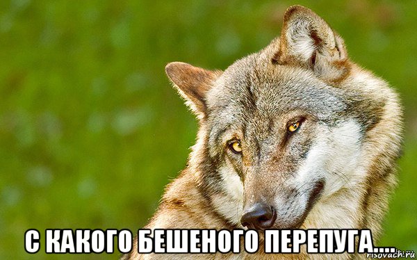  с какого бешеного перепуга...., Мем   Volf