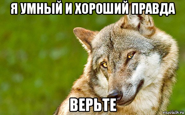 я умный и хороший правда верьте, Мем   Volf