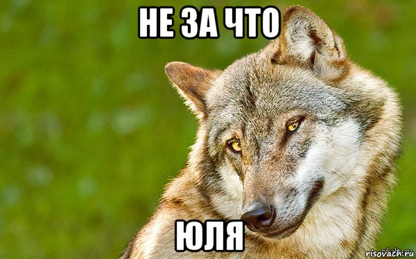 не за что юля, Мем   Volf