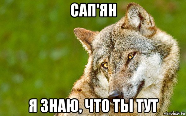 сап'ян я знаю, что ты тут, Мем   Volf