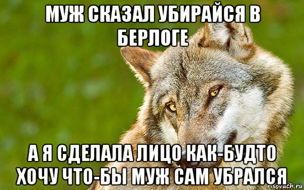 муж сказал убирайся в берлоге а я сделала лицо как-будто хочу что-бы муж сам убрался, Мем   Volf