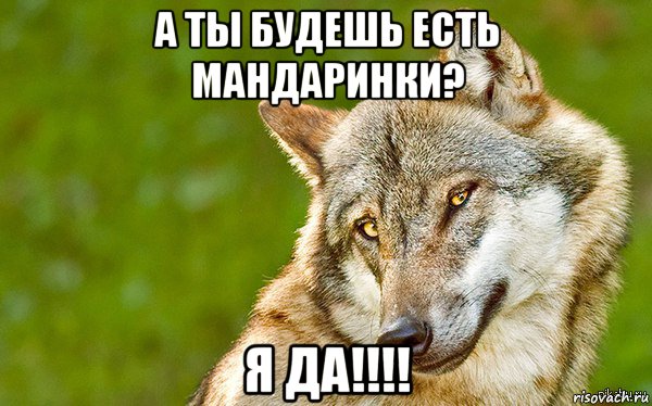 а ты будешь есть мандаринки? я да!!!!, Мем   Volf