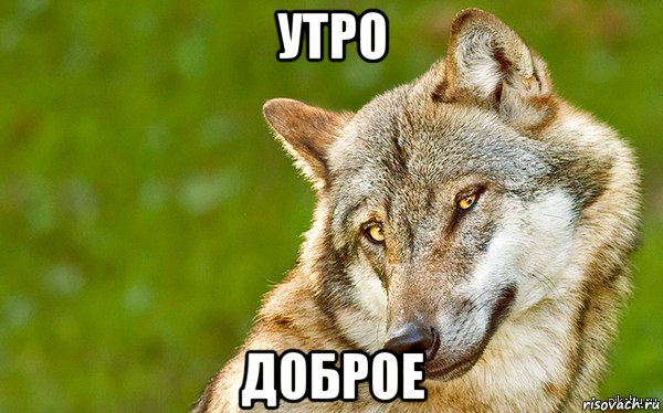 утро доброе, Мем   Volf