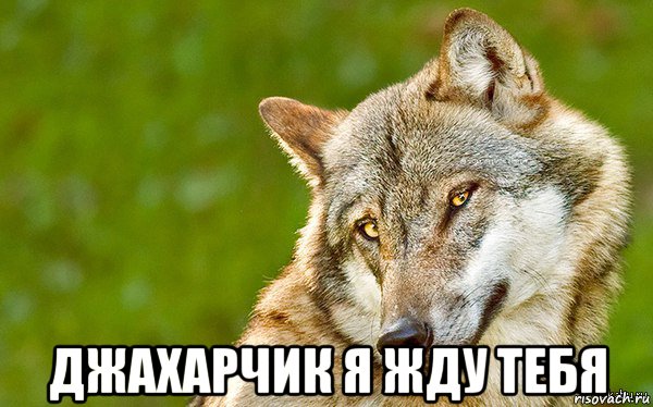  джахарчик я жду тебя, Мем   Volf