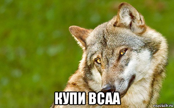  купи bcaa, Мем   Volf