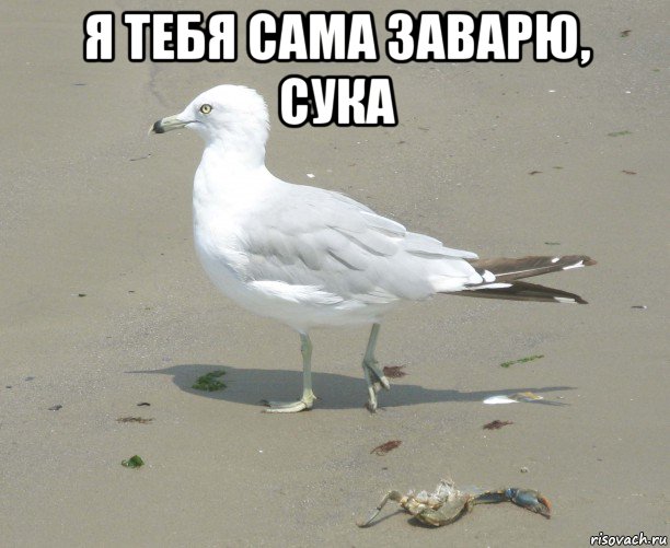 я тебя сама заварю, сука 