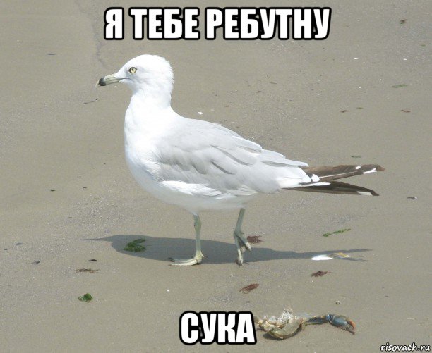 я тебе ребутну сука